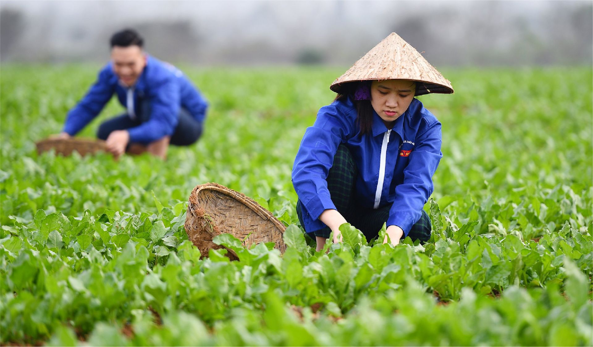 Chuỗi liên kết sản xuất nông nghiệp
