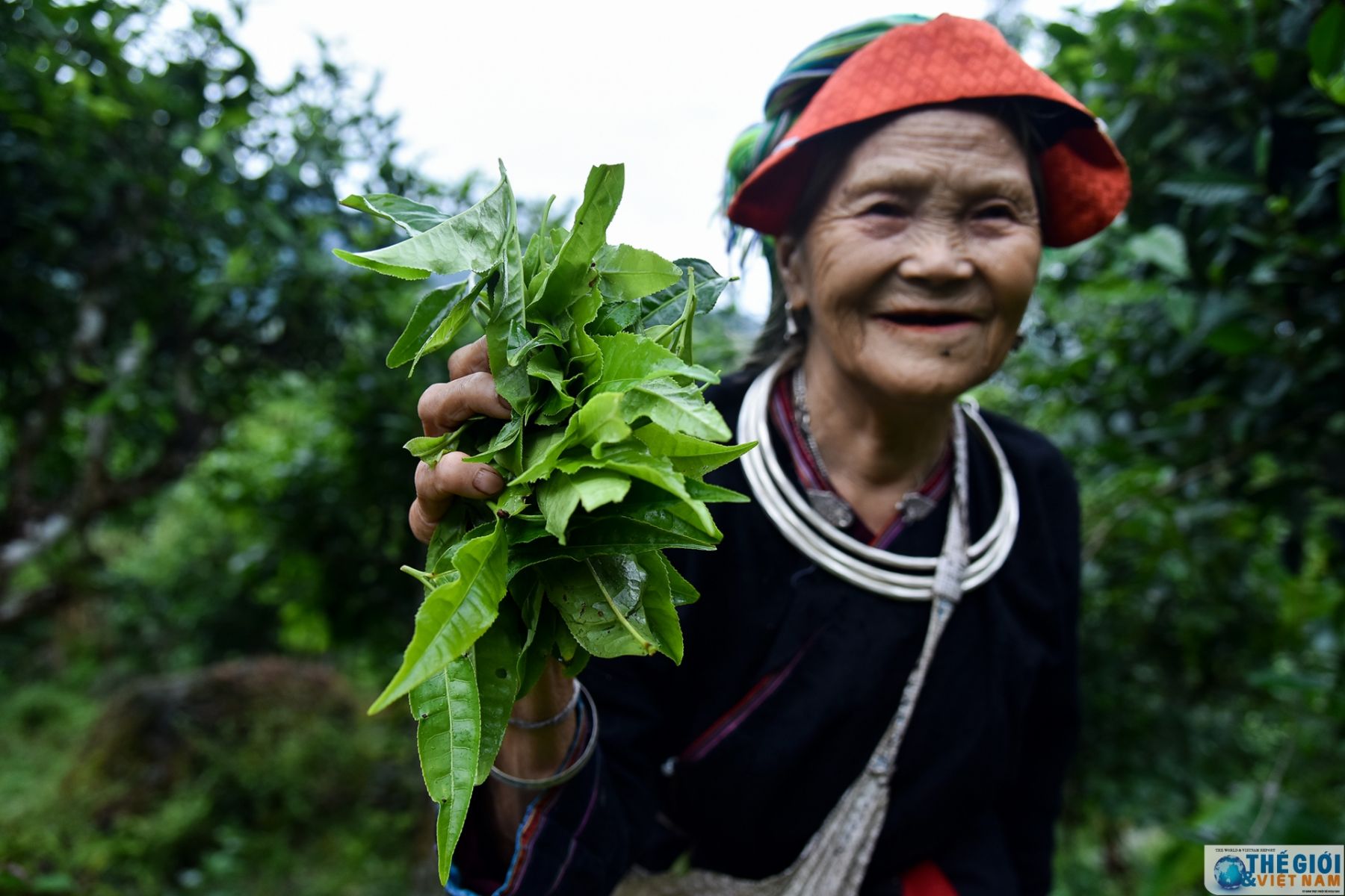 Tiêu chuẩn nông nghiệp hữu cơ Nhật Bản (JAS) – Nâng cao giá trị chè Shan Tuyết và đem lại sinh kế cho người dân vùng cao