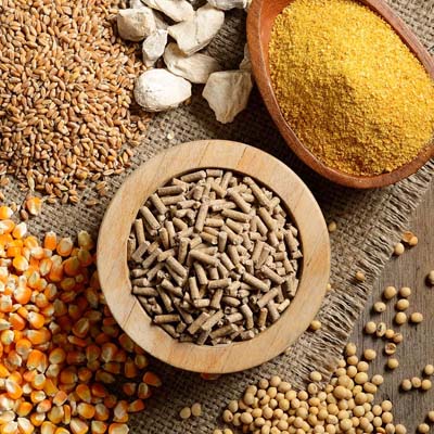 Hợp quy thức ăn chăn nuôi theo QCVN 01-183:2016 BNNPTNT