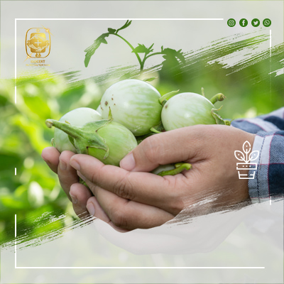 GAP - Thực hành tốt sản xuất nông nghiệp